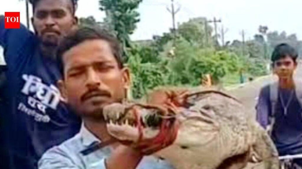 With no forest staff in sight, Supaul farmer walks with crocodile to police station | Patna News