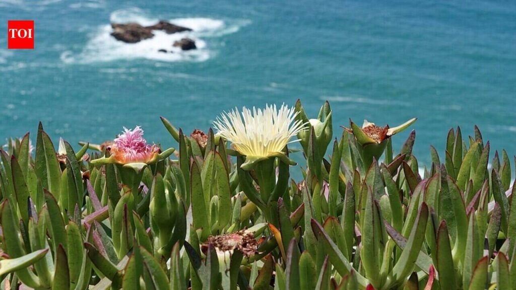 California brought in ice plant in the early 1900s to hold soil in place; it now spreads 3 feet a year, smothering natives and reshaping coastal dunes | World News