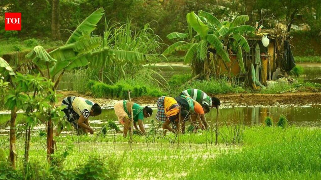 Govt rolls out schemes to revive khazan lands, boost agriculture | Goa News