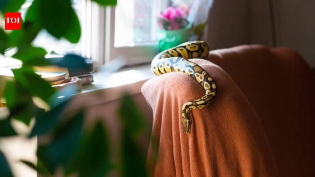 Monsoon safety guide to prevent snakes from entering homes: 5 things every homeowner should do |