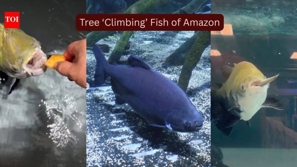 Meet the strange Amazon fish that ‘climb’ trees during flood season in search of fruit, seeds and survival and why seeing it is one of the world’s greatest wildlife experiences |