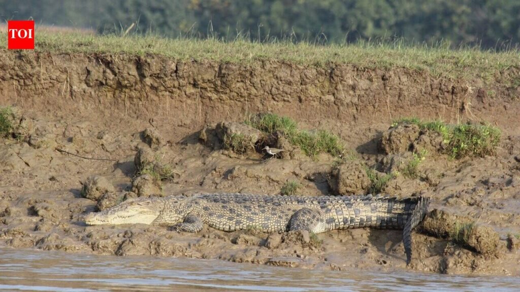 Saltwater crocodile drags woman into Brahmani river in Kendrapada | Bhubaneswar News