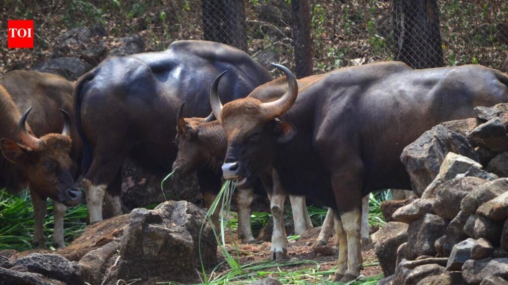 Sloth bears may finally find a home at Bondla zoo | Goa News