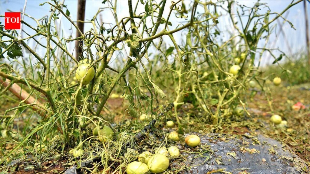 Horticulture teams to help Gujarat farmers
revive orchards affected by rain | Ahmedabad News