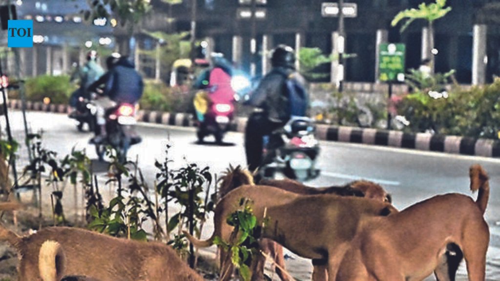 AMC plans temporary leash on strays during VVIP events | Ahmedabad News