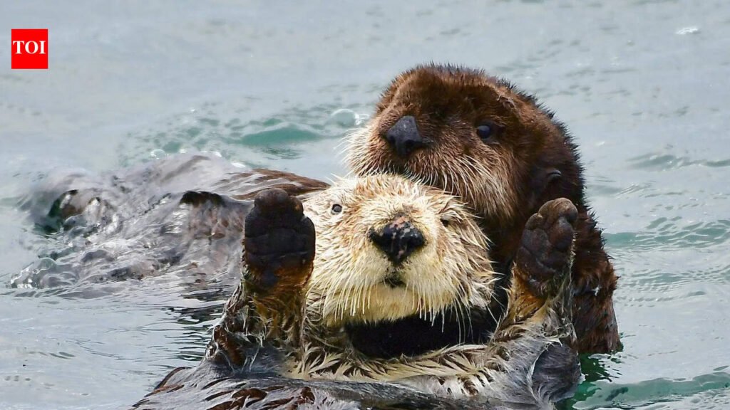 Washington family receives $350,000 after a river otter dragged their toddler underwater and attacked the child’s mother