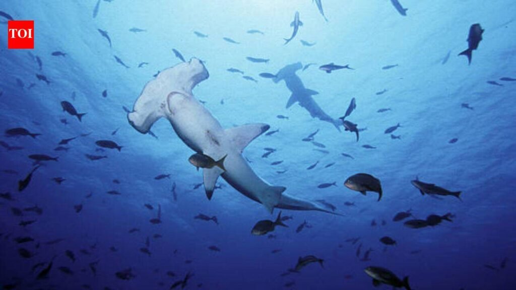 As UK oceans warm up, experts warn great white sharks are ‘already lurking off beaches’ and another toothy predator could follow