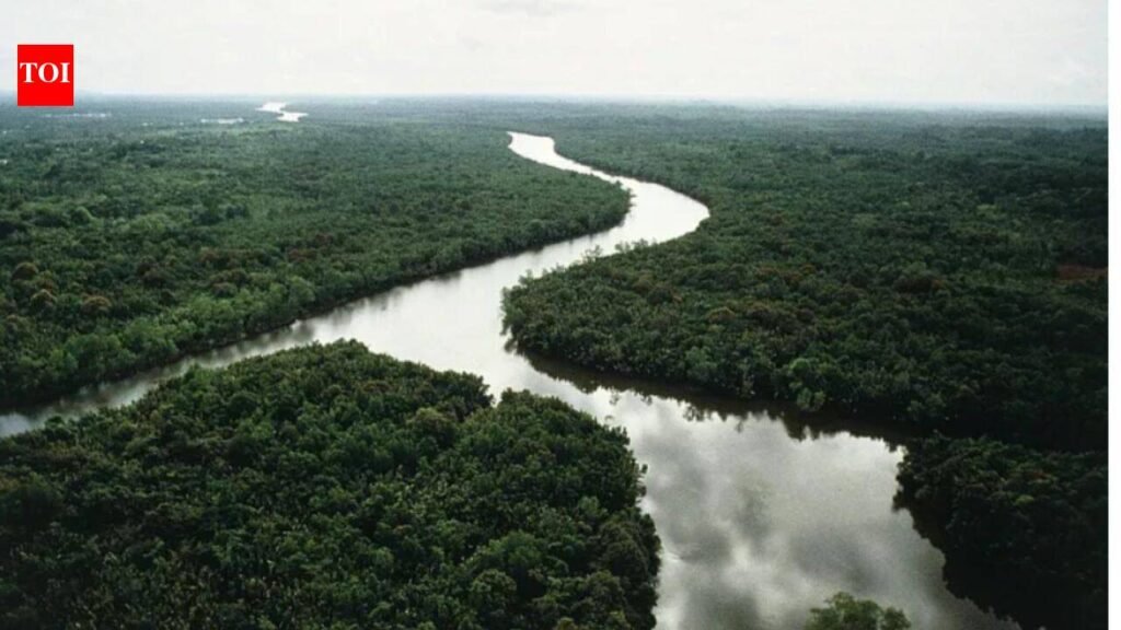 In 2003, China planted small islands of native trees along a degraded river; 20 years later they held only 19–30% of an intact forest’s diversity and biomass