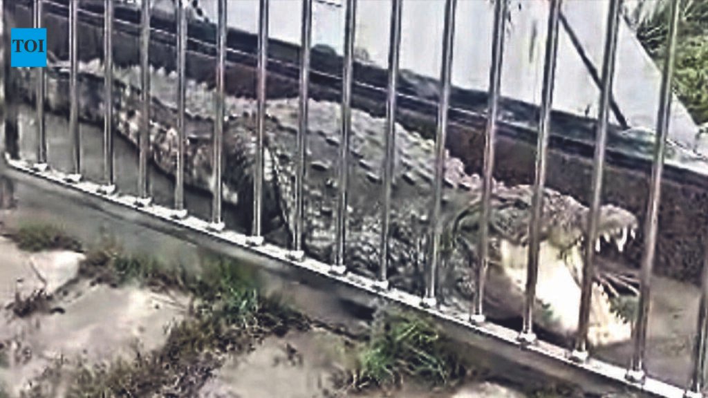 8-ft-long croc rescued from village temple | Vadodara News
