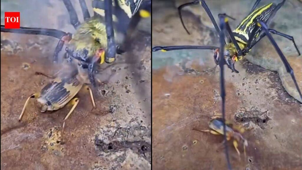 The insect that carries its own bomb: How the bombardier beetle turns chemistry into a weapon against its predators