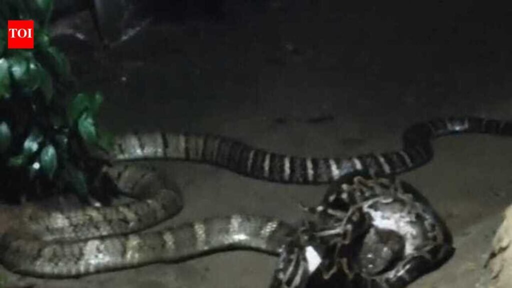 Cobra-python fight triggers panic in village near VTR | Patna News