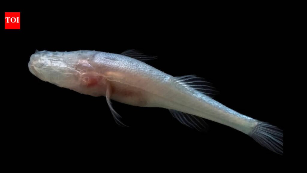 Scientists discover a new eyeless cavefish genus hidden for decades inside one of America’s most closely monitored caves | World News