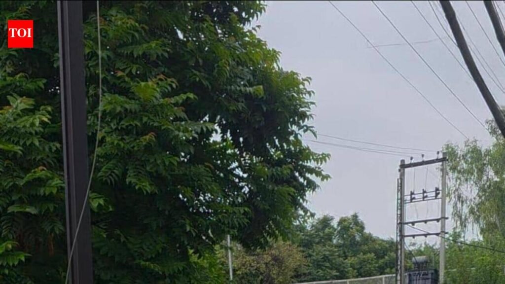 BRS Nagar green belt goes wild on civic body’s watch | Ludhiana News