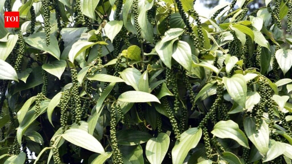 Bicholim farmers get high-yielding black pepper saplings | Goa News