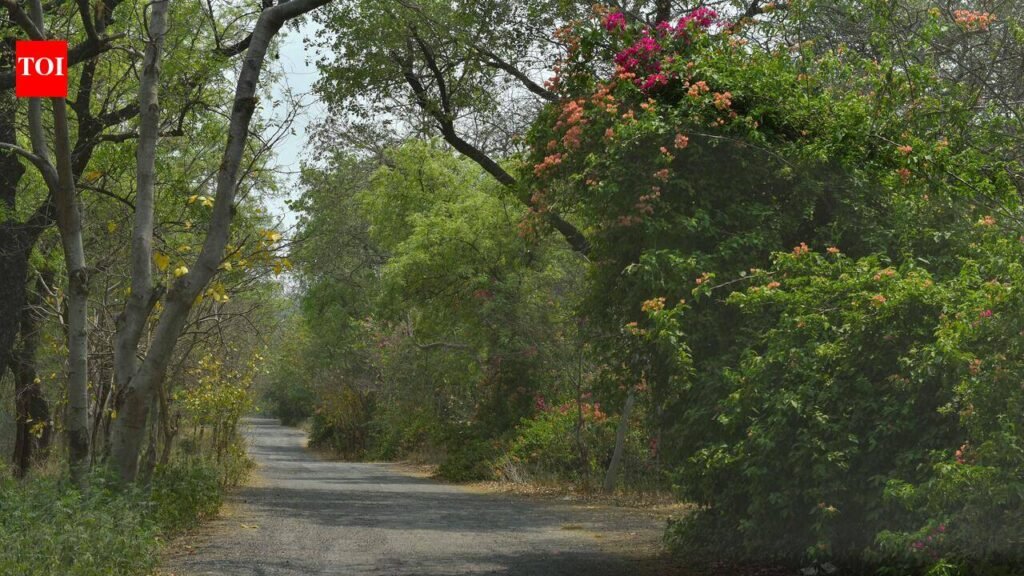 Submit details of Bhondsi eco-tourism project on forest land, NGT tells govt | Gurgaon News