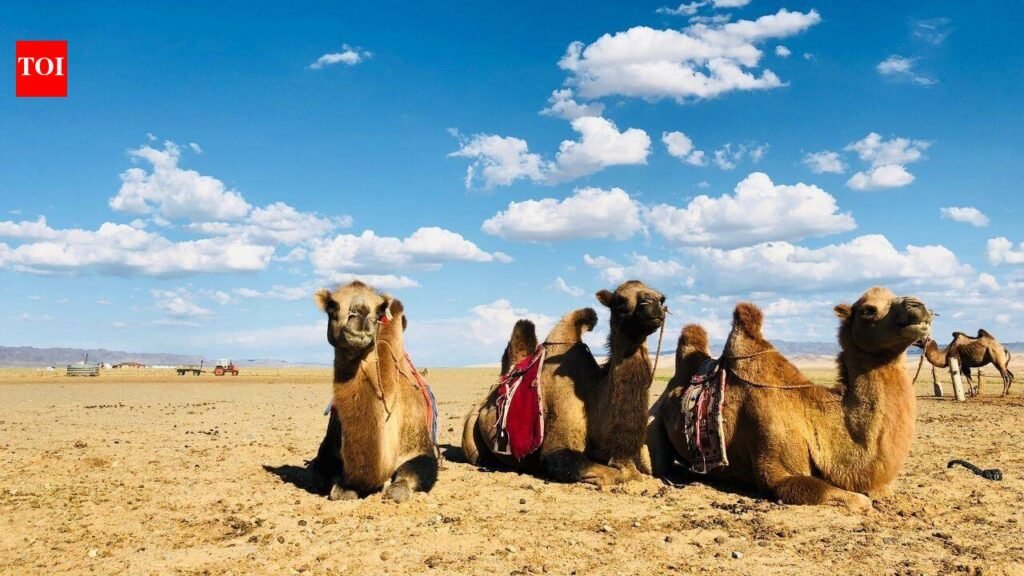 When a mother camel rejects her newborn, Mongolian herders sing to reunite them; the centuries-old tradition is UNESCO-recognised