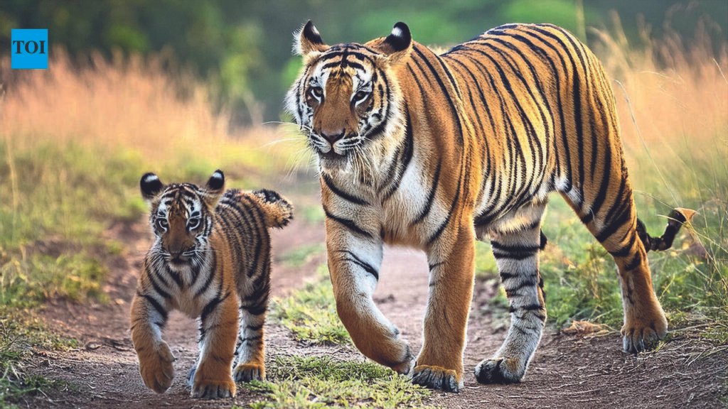 Bandipur, Bhadra to get tiger rewilding centres | Mysuru News
