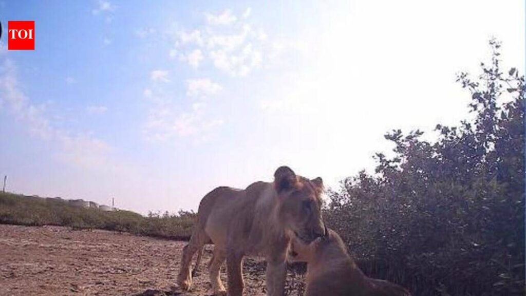 Asiatic lions enter Gujarat’s mangrove habitat | Ahmedabad News