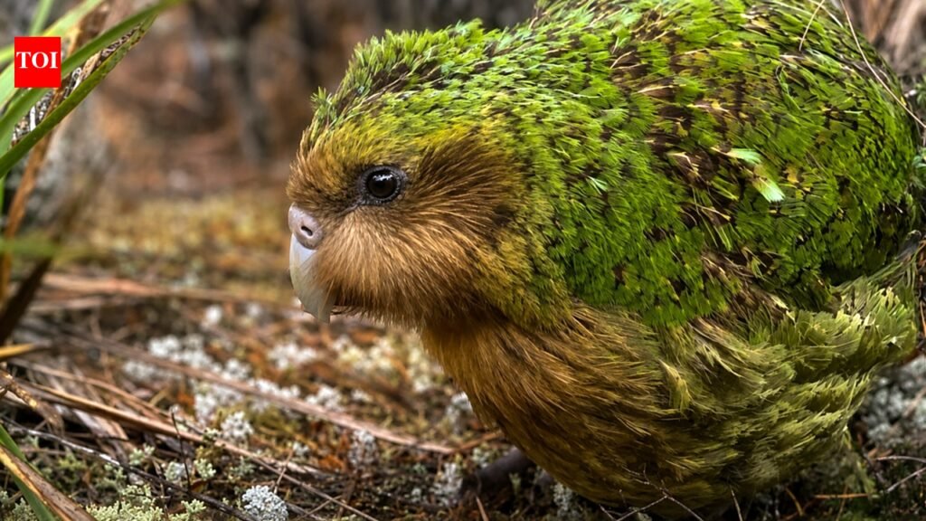 In 1894, a conservationist rowed hundreds of flightless birds to a remote island; then he lived there for 14 years to protect them | World News