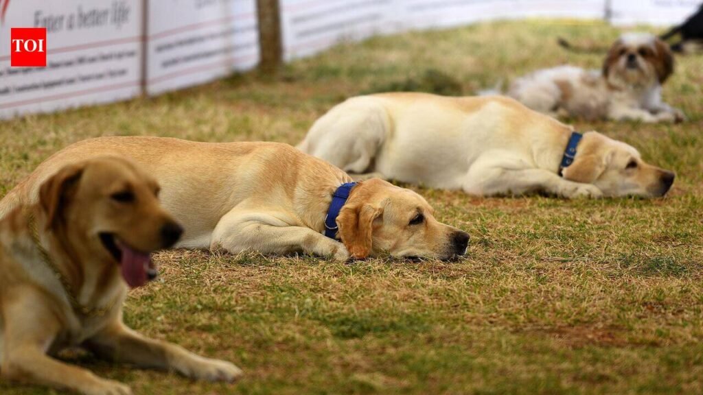 Panaji to introduce mandatory registration for pet dogs | Goa News