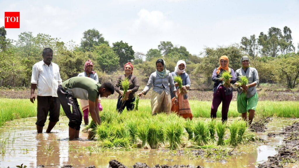 Sustained July rain helps revive Pune paddy plantation after June scare, 80% area covered so far | Pune News