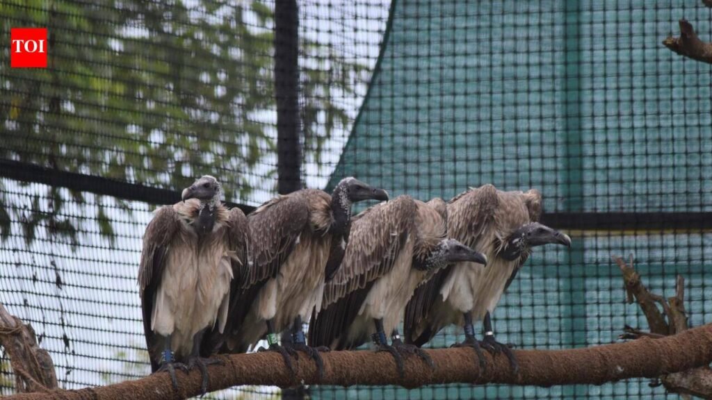 Ten captive-bred vultures take flight in Kaziranga; leap in restoring threatened species in the wild | Guwahati News