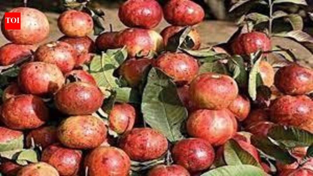Shrinking at home, famed Allahabadi guavas gain ground across UP, other states | Prayagraj News