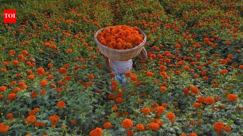 Is there a marigold in your life? Inside the Marigold Theory of relationships and why it is important in life