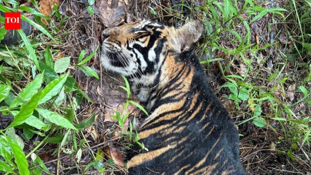 Melanistic tigress dies of rare infection in Similipal’s core area | Bhubaneswar News