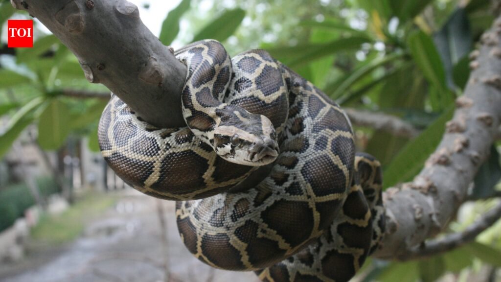 In 2026, Burmese Pythons are not Florida’s only invasive predator, other animals putting native wildlife under growing pressure |