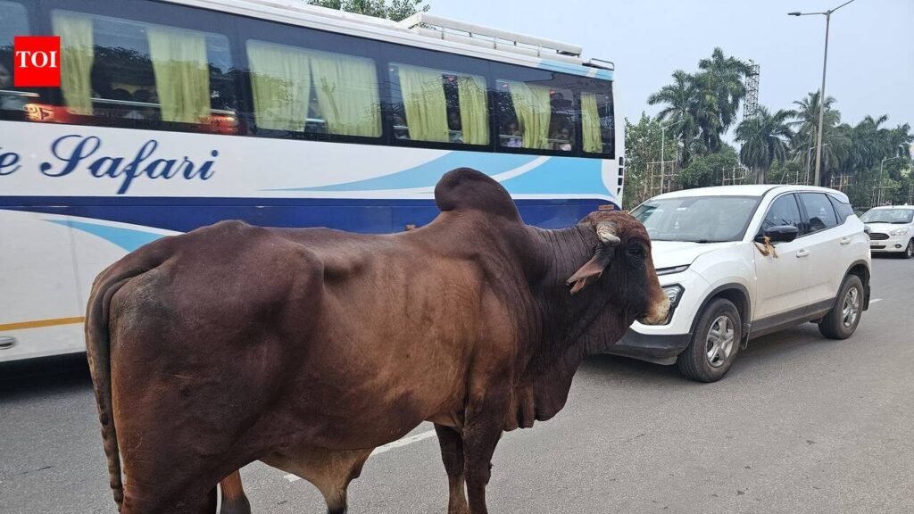 To curb NH accidents by strays, Odisha plans shelters every 100m | Bhubaneswar News