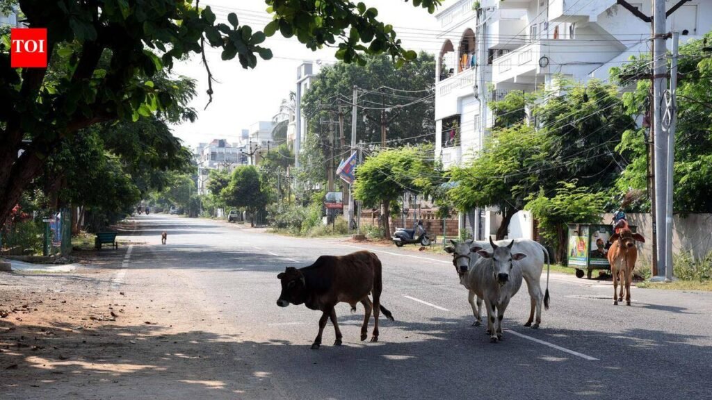 Ahmedabad: AMC team attacked during stray cattle drive in Nava Vadaj | Ahmedabad News
