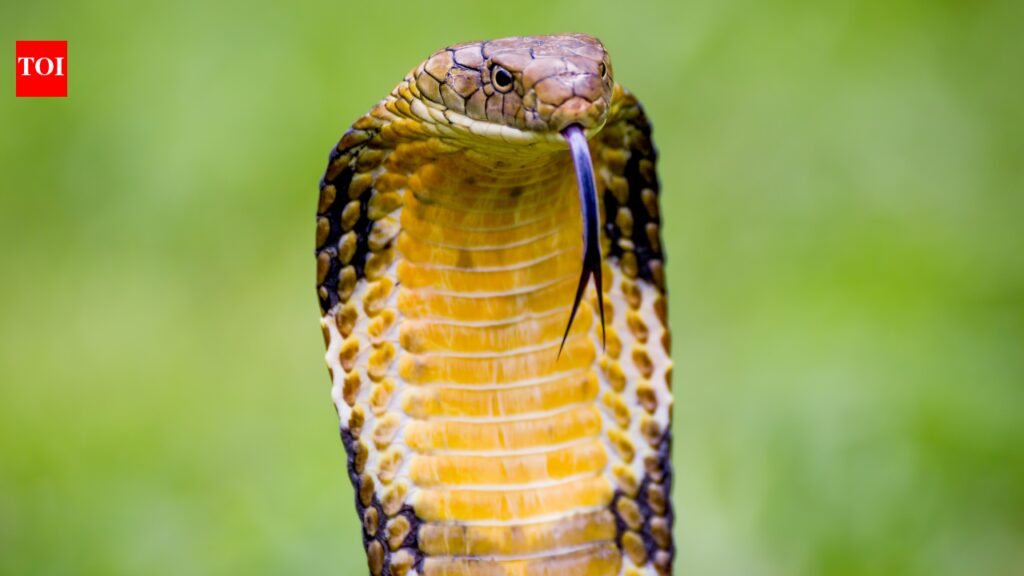 Ophiophagus Hannah: In 1836, the king cobra was called Hamadryas hannah: How one of Asia’s most famous snakes got its modern name Ophiophagus hannah