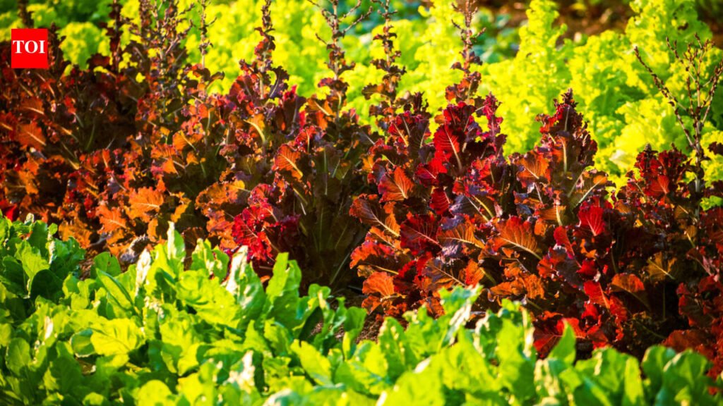 Researchers used a gene gun to make lettuce and tobacco produce cattle and pig myoglobin, the protein that gives meat its red colour and umami flavour