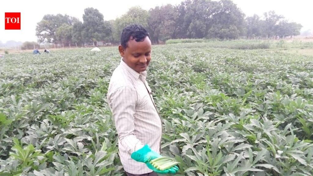Okra is Prayagraj div top export product after chili peppers | Prayagraj News