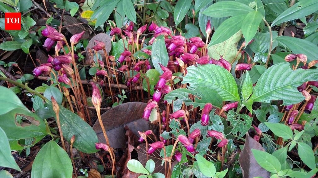 Rare parasitic flower draws visitors to Ravan | Goa News