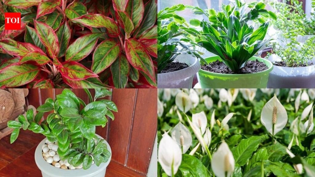 7 plants that can survive without sunlight