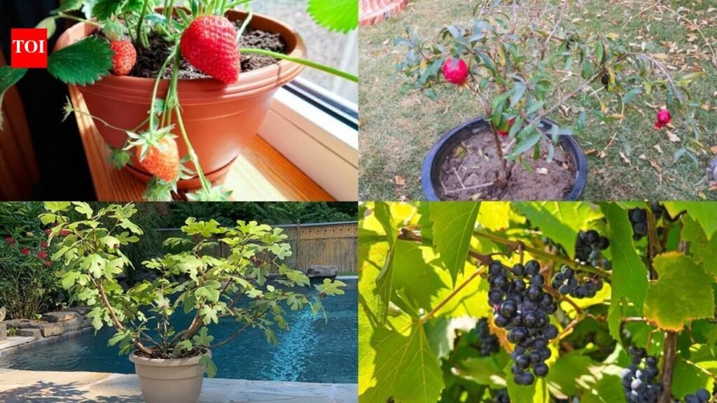 5 low-maintenance fruit plants you can grow in pot and get good harvest
