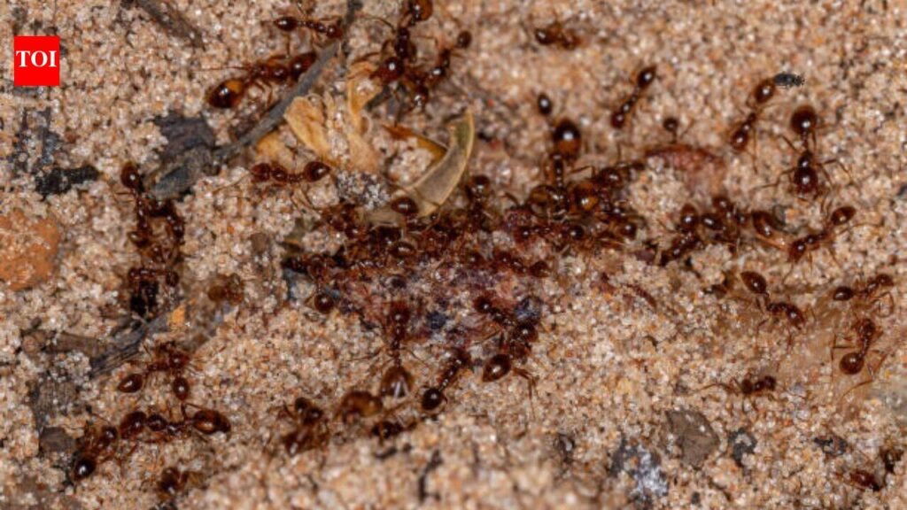 Australia’s Tiwi rangers spent two decades fighting invasive fire ants; the island is now declared free of them