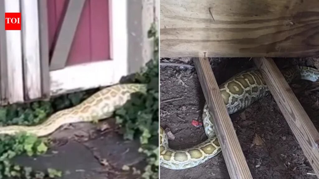 New Jersey: 8-foot Burmese python found under a New Jersey family’s shed with a swollen belly, X-ray reveals its shocking last meal | World News