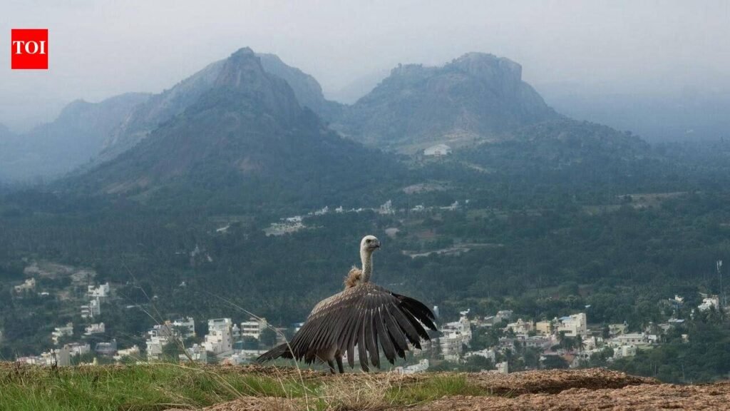 Critically endangered Indian Vulture gets second chance in Gabbar Singh’s land after leg injury | Bengaluru News