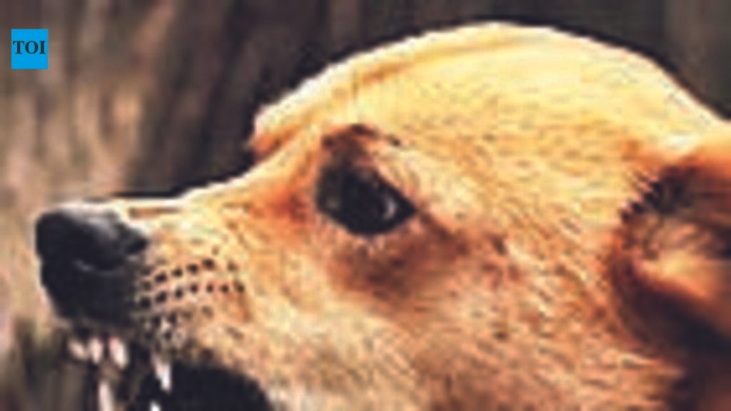 Dog-bite scare grips Kalyan, 107 fresh cases reported | Mumbai News
