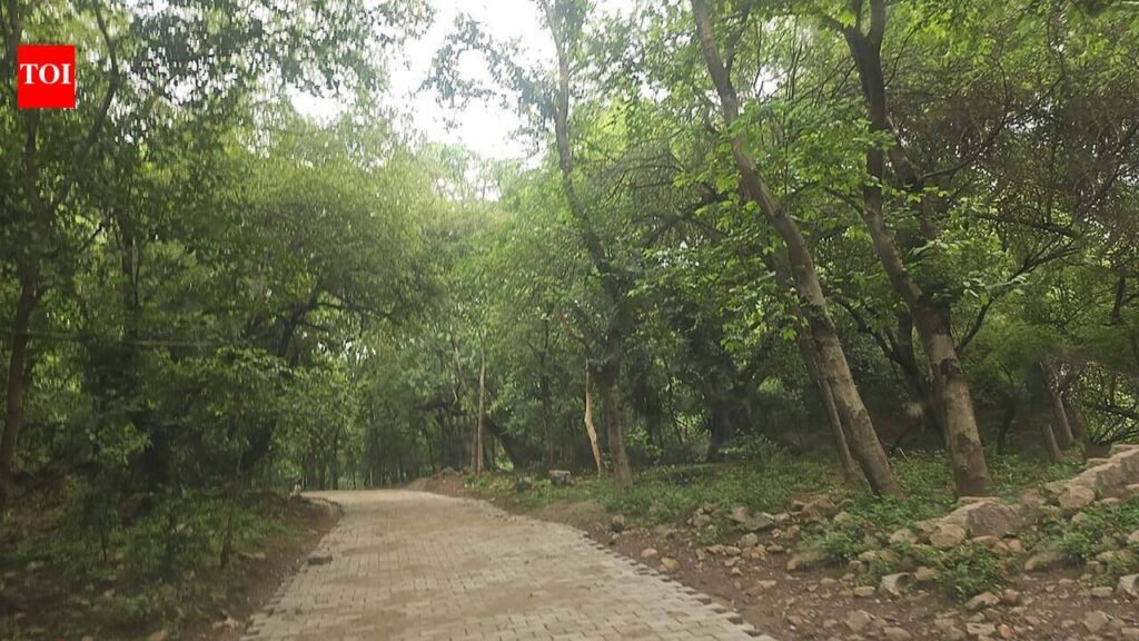 Stop road construction in Mangar Bani: NGT to forest chief | Gurgaon News