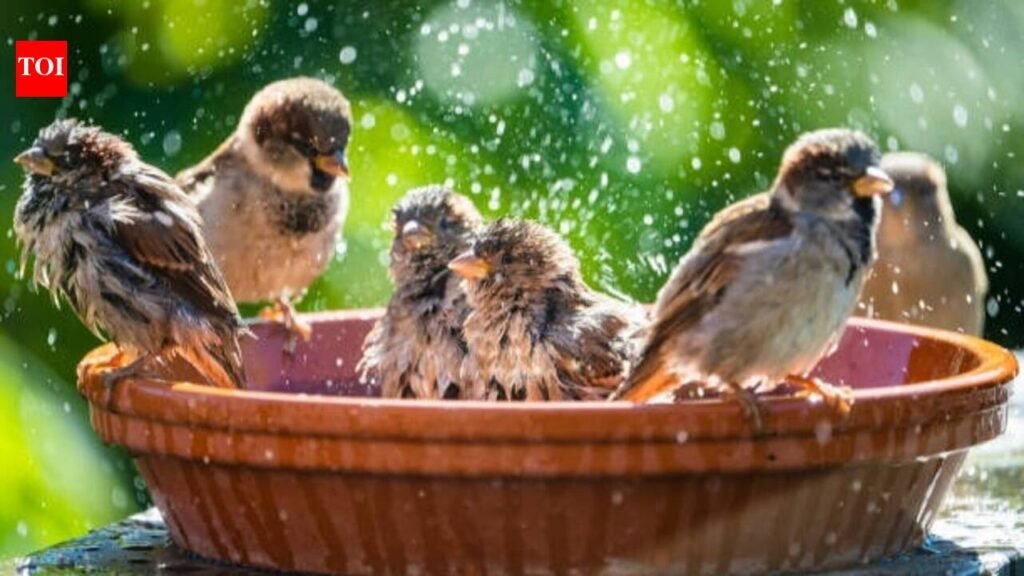 DIY garden birdbath: 5 easy ideas using old household items |
