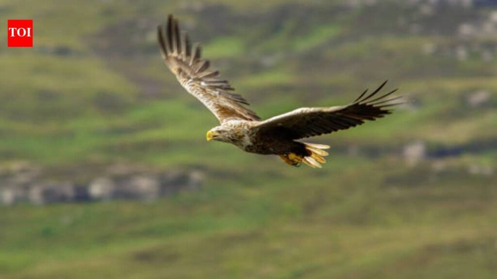 Ireland’s white-tailed eagles went extinct due to human persecution, now the country has released 245 chicks in the wild about 100 years later