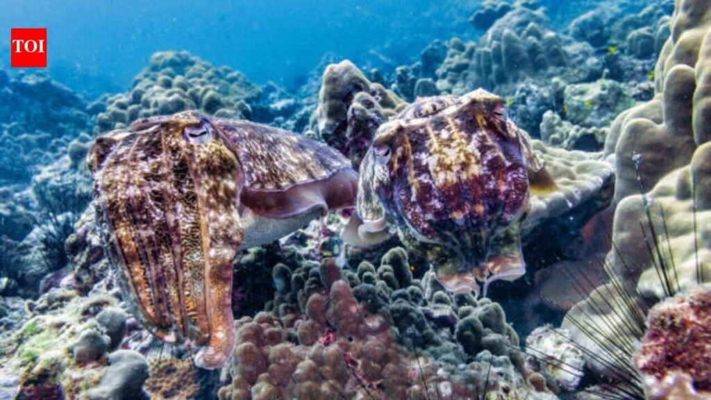 Every winter, more than 100,000 cuttlefish gather in Australia in a mating period that is the only one in the world; but in 2026, fewer than 10 arrived and scientists are trying to figure out why