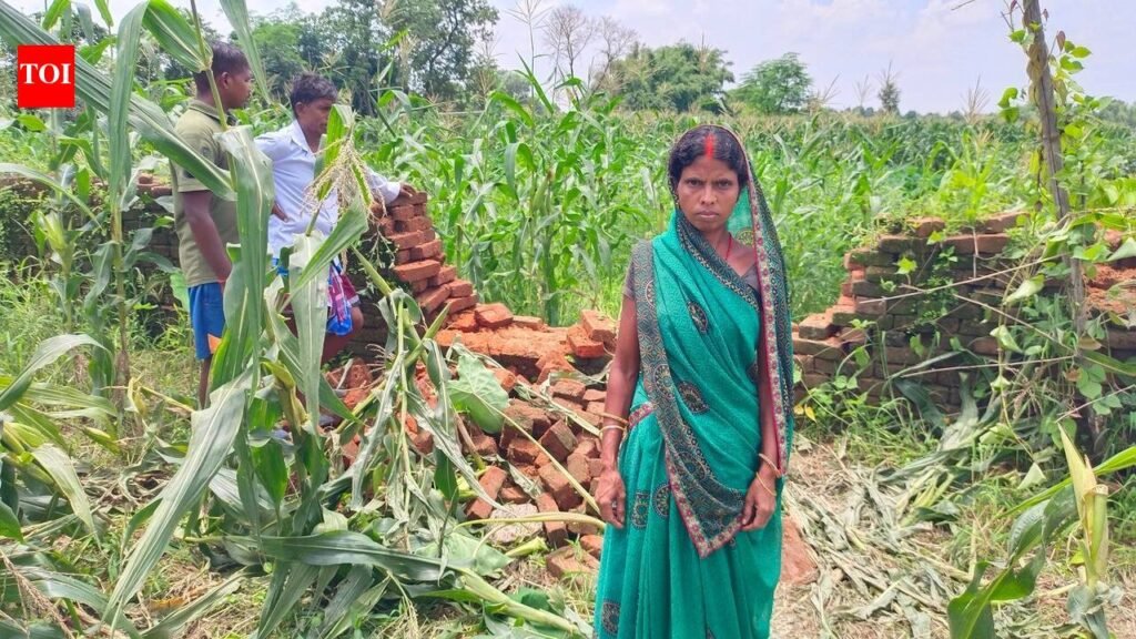 Herd of 24 elephants damages crops, irrigation infrastructure in Hazaribag village | Ranchi News