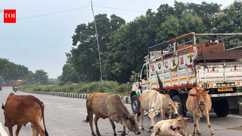 Stray cattle deaths on NH-19 raise road safety concerns in Hazaribag | Ranchi News