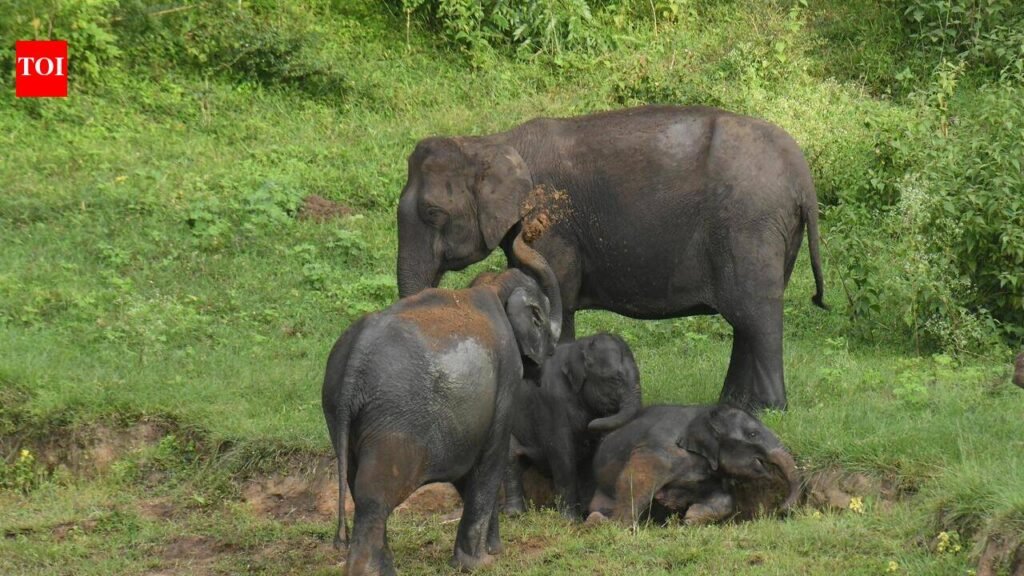 Malnad’s elephant story: Once revered, now feared | Mysuru News