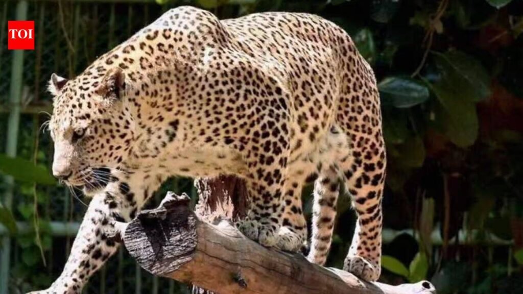 Leopard attacks 60-year-old woman inside her house in Bahraich | Lucknow News